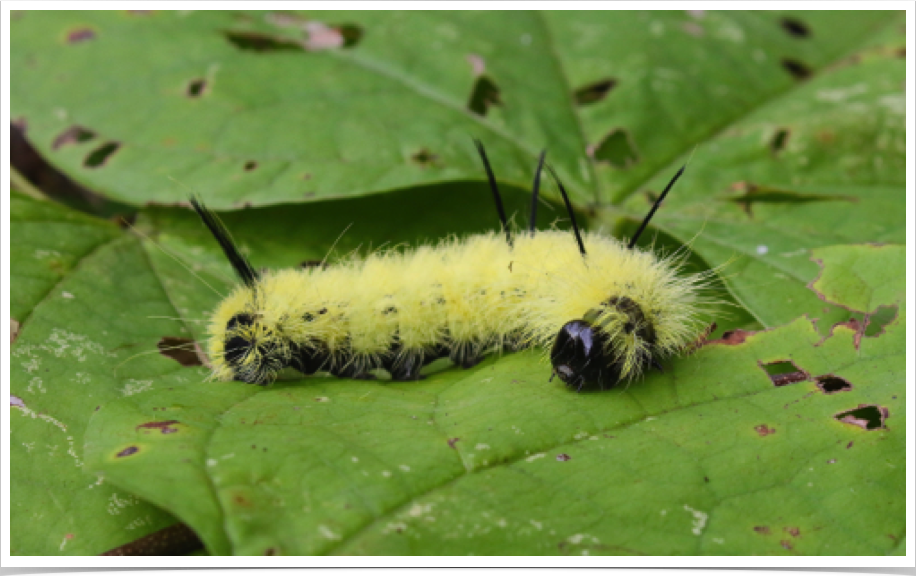 Acronicta americana
American Dagger
Winston County, Alabama